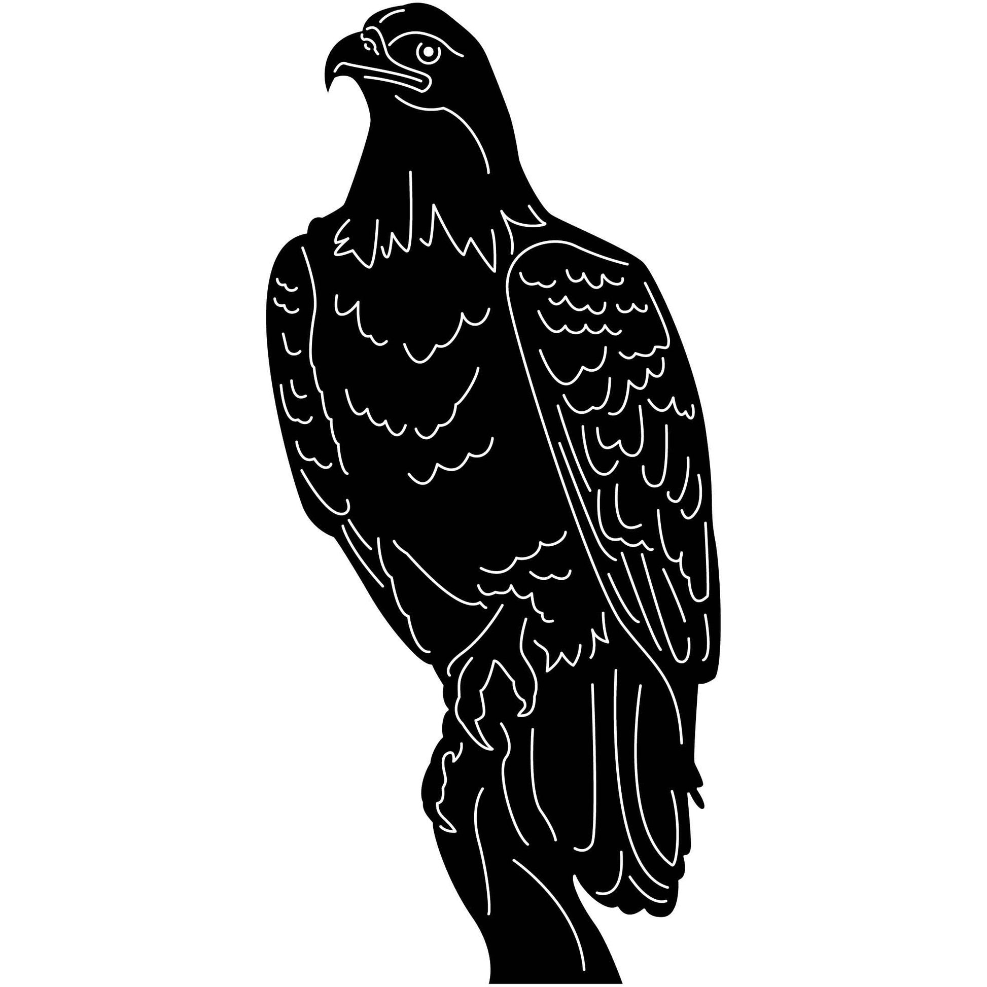 Bald Eagles Falcons and Hawks 09