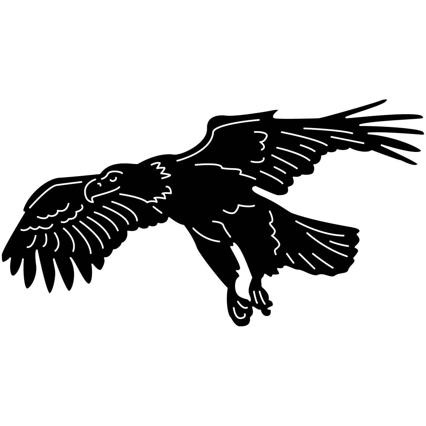 Bald Eagles Falcons and Hawks 11