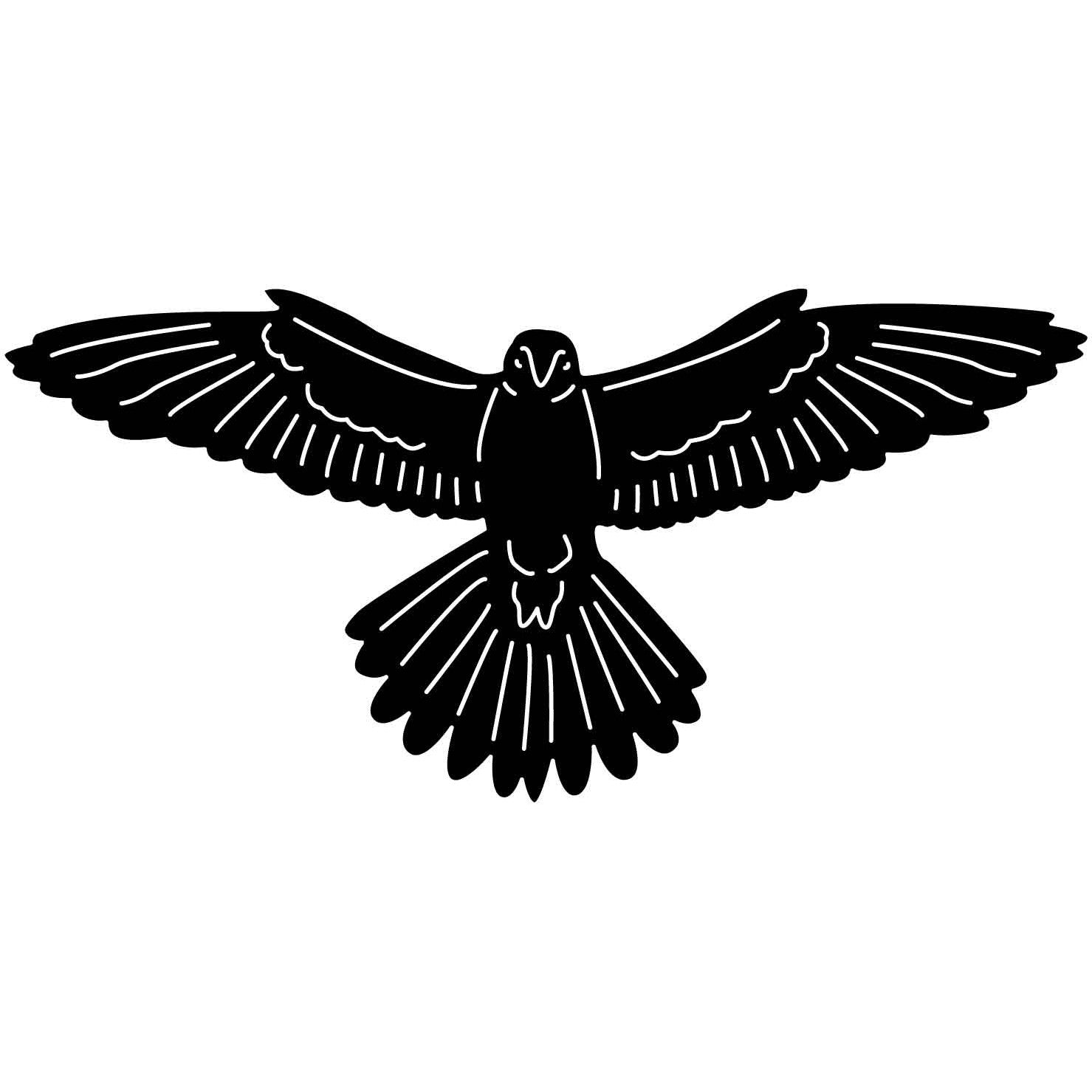 Bald Eagles Falcons and Hawks 14