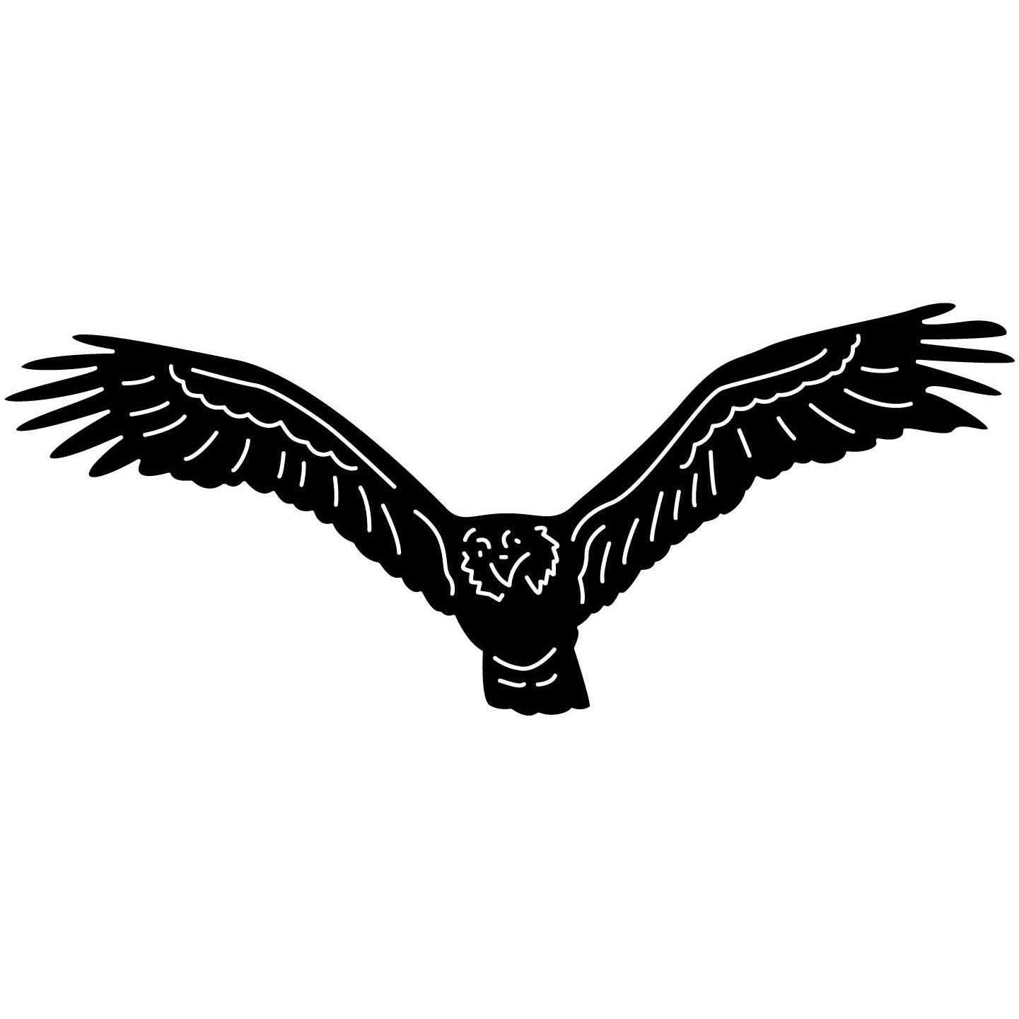 Bald Eagles Falcons and Hawks 17