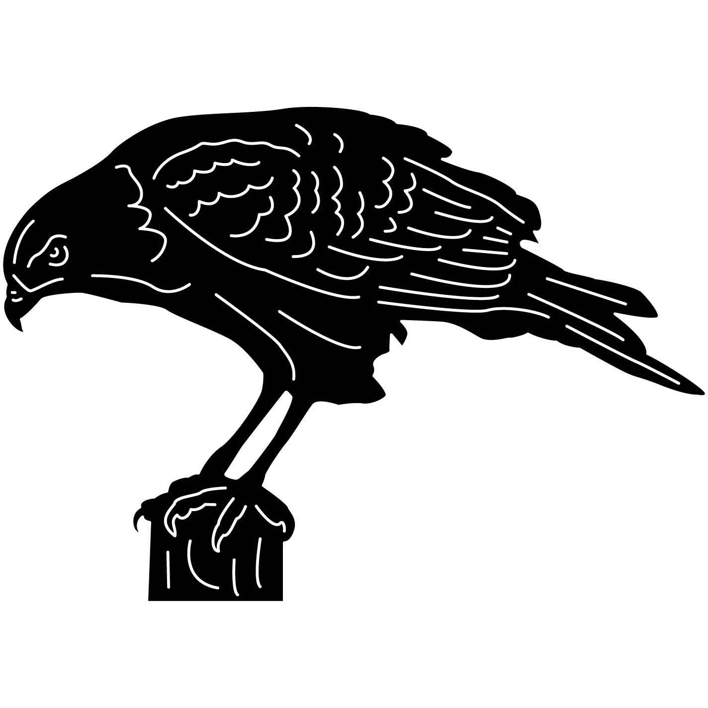 Bald Eagles Falcons and Hawks 19