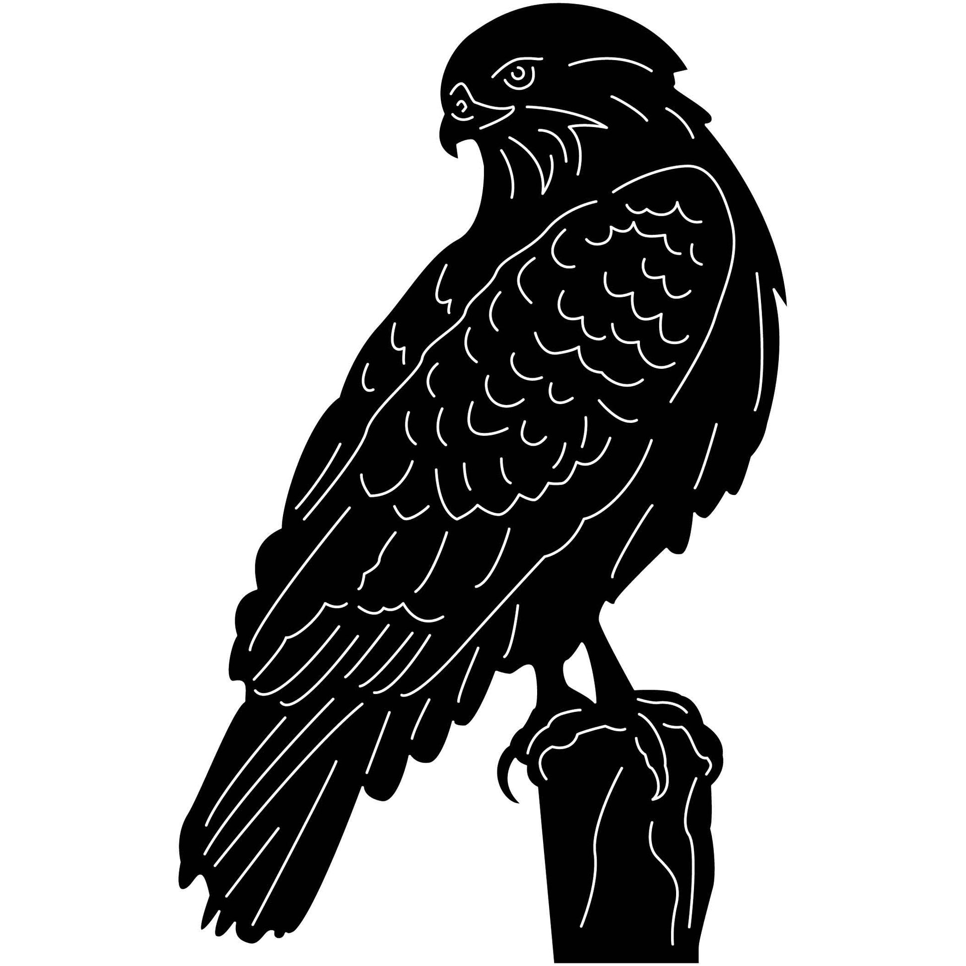 Bald Eagles Falcons and Hawks 20