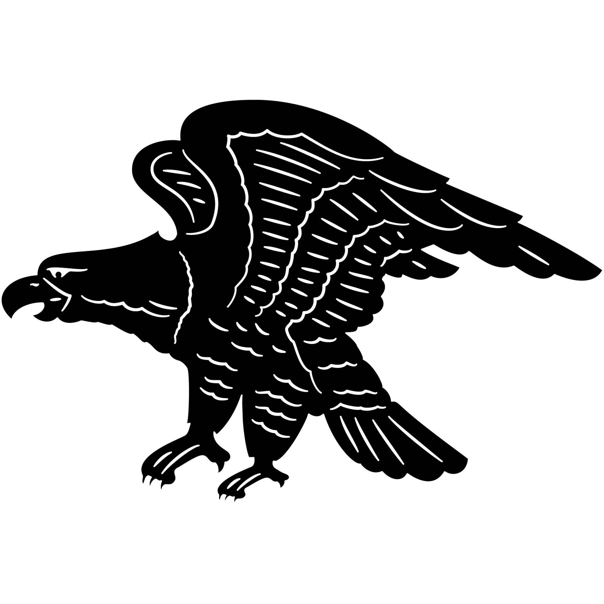 Bald Eagles Falcons and Hawks 21